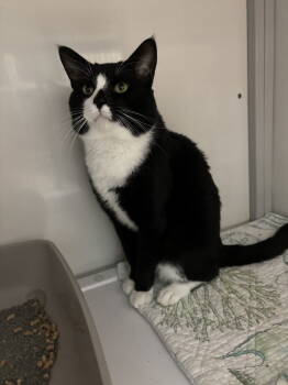 Rescue Domestic Short Hair Cats for Adoption in Alexandria, Virginia - Zeus | PetCurious