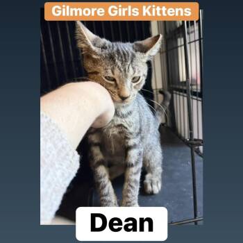 Dean -  Domestic Short Hair Cat for Adoption in Lemoyne, Pennsylvania - Dean | PetCurious
