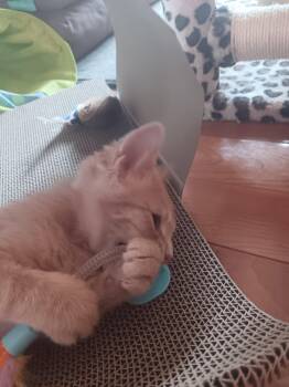 Skip -  Domestic Short Hair and Tabby Cat for Adoption in Columbus, Minnesota - Skip | PetCurious