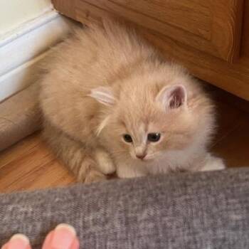 Domestic Medium Hair Cats Available for Adoption in Melbourne, Kentucky - Blaze | PetCurious