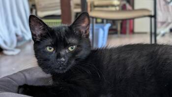 Daisy 3 -  Domestic Short Hair Cat for Adoption in Arthur, Ontario - Daisy 3 | PetCurious