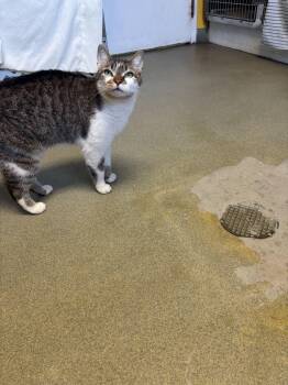 Domestic Short Hair Cats Available for Adoption in Manchester, New Hampshire - Leo | PetCurious