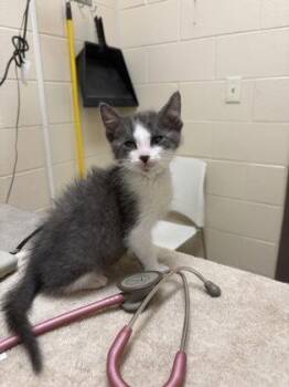 Domestic Short Hair Cats Available for Adoption in Westland, Michigan - Red Foreman | PetCurious