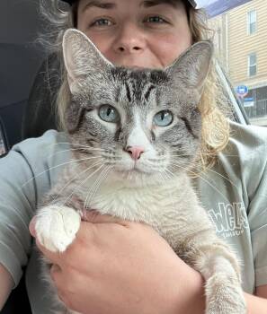 Siamese Cats Available for Adoption - Dow Jones | PetCurious