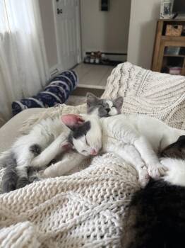 Jay W/ Georgie -  Domestic Short Hair Cat for Adoption in Greenwich Township, New Jersey - Jay W/ Georgie | PetCurious