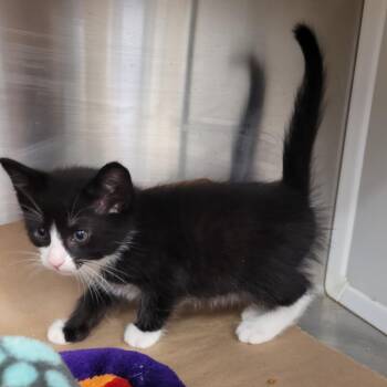 Kitten 2 -  Domestic Short Hair Cat for Adoption in Lake Panasoffkee, Florida - Kitten 2 | PetCurious