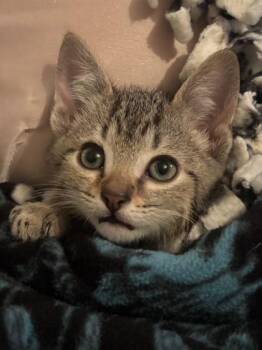 Anakin at PetSmart in Athens, GA -  Domestic Short Hair Cat for Adoption in Watkinsville, Georgia - Anakin At PetSmart In Athens, GA | PetCurious