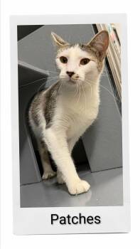 Patches -  Domestic Short Hair Cat for Adoption in Caistor Centre, Ontario - Patches | PetCurious