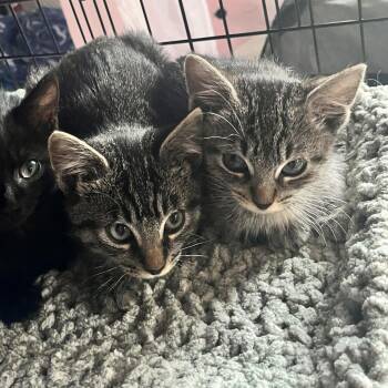 Parsnip and Clove -  Domestic Short Hair Cat for Adoption in Seattle, Washington - Parsnip And Clove | PetCurious
