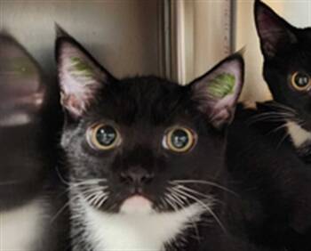 Rescue Domestic Short Hair Cats for Adoption in Raleigh, North Carolina - ROSALIE | PetCurious