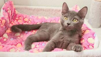 Matilda Quinn -  Russian Blue Cat for Adoption in Miami, Arizona - Matilda Quinn | PetCurious