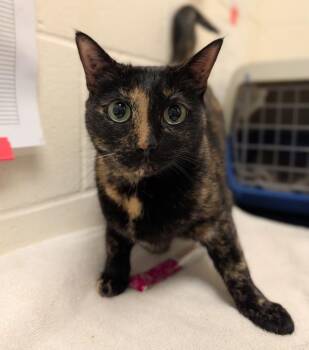 Francine -  Domestic Short Hair Cat for Adoption in Santa Rosa, California - Francine | PetCurious