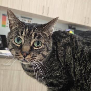 Domestic Short Hair Cats Available for Adoption - Sheldon | PetCurious