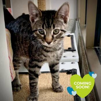 Monstera -  Domestic Short Hair Cat for Adoption in Chicago, Illinois - Monstera | PetCurious