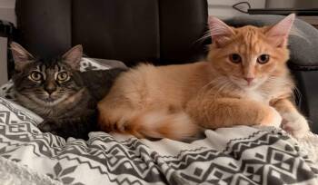 Colby & Jack -  Domestic Long Hair Cat for Adoption in Manhattan, Kansas - Colby & Jack | PetCurious