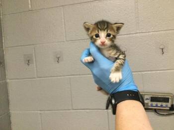 Domestic Short Hair Cats Available for Adoption - JONESY | PetCurious