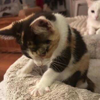 Bailee -  Calico Cat for Adoption - Bailee | PetCurious