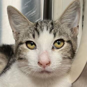 Heatwave -  Domestic Short Hair Cat for Adoption in Palm Springs, California - Heatwave | PetCurious