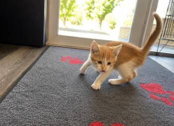 Lomsk -  Domestic Medium Hair Cat for Adoption in Calgary, Alberta - Lomsk | PetCurious