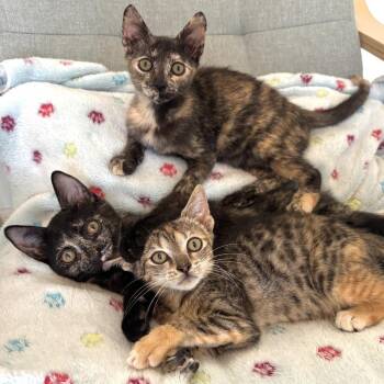 Rosie -  Domestic Short Hair Cat for Adoption in Sarasota, Florida - Rosie | PetCurious
