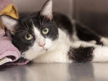 Domestic Short Hair Cats Available for Adoption in Phoenix, Arizona - OREO | PetCurious