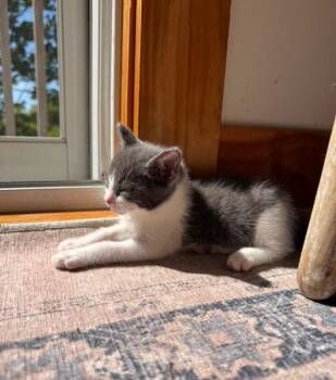 Agatha -  Domestic Short Hair Cat for Adoption in North Babylon, New York - Agatha | PetCurious