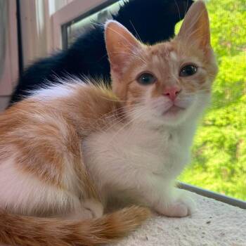 Limewire -  Domestic Short Hair Cat for Adoption in Nashville, Tennessee - Limewire | PetCurious