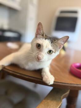Comet -  Domestic Short Hair Cat for Adoption in Royalton, Illinois - Comet | PetCurious