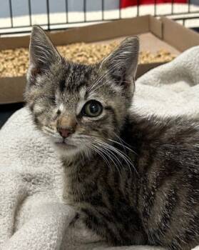 Rescue Domestic Short Hair Cats for Adoption in West Memphis, Arkansas - Robo | PetCurious