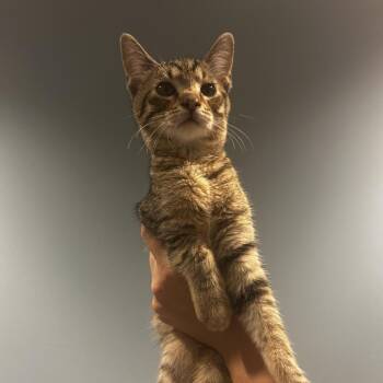Dinner Roll -  Domestic Short Hair Cat for Adoption in Chattanooga, Tennessee - Dinner Roll | PetCurious