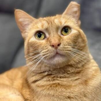 Sabine Davey -  Tabby and Domestic Short Hair Cat for Adoption in Friendswood, Texas - Sabine Davey | PetCurious