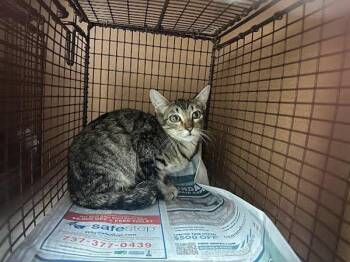 Ludwig -  Domestic Short Hair Cat for Adoption in Austin, Texas - Ludwig | PetCurious