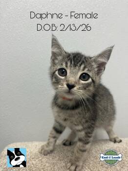 Domestic Short Hair Cats Available for Adoption in Muskego, Wisconsin - Daphne  - Playful And Affectionate Kitten | PetCurious