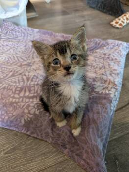 Misty -  Domestic Short Hair Cat for Adoption in Orlando, Florida - Misty | PetCurious