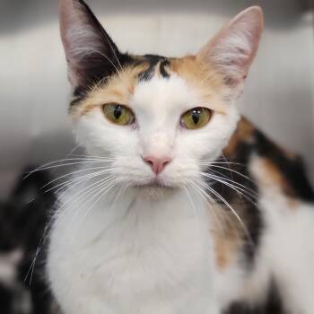 Donut -  Domestic Short Hair Cat for Adoption in Sarasota, Florida - Donut | PetCurious