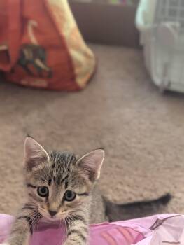 Persephone -  Tabby Cat for Adoption in San Antonio, Texas - Persephone | PetCurious