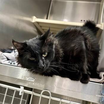 RUCKUS -  Domestic Medium Hair Cat for Adoption in Rancho Cucamonga, California - RUCKUS | PetCurious