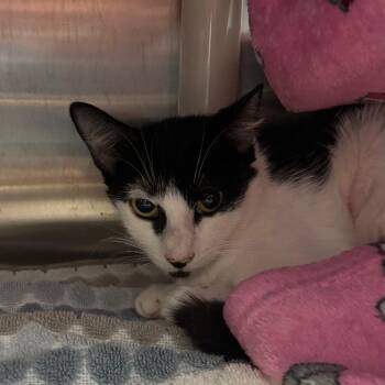 Domestic Short Hair Cats Available for Adoption in Philadelphia, Pennsylvania - Molly FKA Oreo | PetCurious
