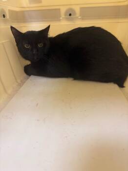 Domestic Short Hair Cats Available for Adoption in Crossville, Tennessee - Midnight | PetCurious