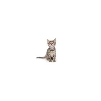 Domestic Short Hair Cats Available for Adoption in Los Angeles, California - Mulita | PetCurious