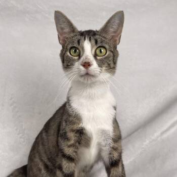Lyra -  Domestic Short Hair Cat for Adoption in Johnson City, Tennessee - Lyra | PetCurious