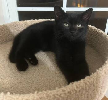 Rescue Domestic Short Hair Cats for Adoption in Cortland, Ohio - Truffle | PetCurious