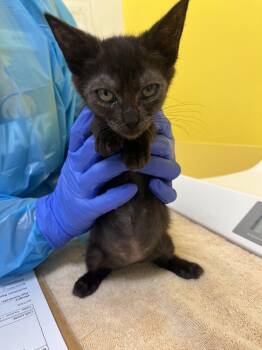 Kikki -  Domestic Short Hair Cat for Adoption in Raleigh, North Carolina - Kikki | PetCurious