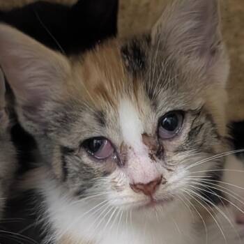 Belle -  Domestic Short Hair Cat for Adoption in Philadelphia, Pennsylvania - Belle | PetCurious