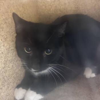 Manmancita -  Domestic Short Hair Cat for Adoption in Philadelphia, Pennsylvania - Manmancita | PetCurious