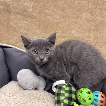 Rescue Domestic Short Hair Cats for Adoption in White Oak, Pennsylvania - Ashe | PetCurious