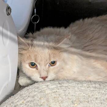 Rescue Domestic Medium Hair Cats for Adoption in Huntington, West Virginia - Griddle (3) | PetCurious