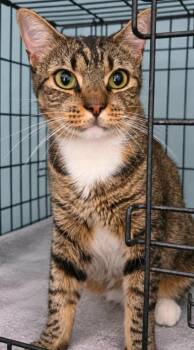 Limus -  Domestic Short Hair Cat for Adoption in El Dorado, Arkansas - Limus | PetCurious