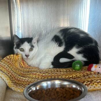 Domestic Short Hair Cats Available for Adoption - Sassy | PetCurious