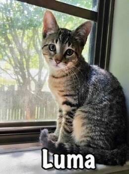 Luma -  Domestic Short Hair Cat for Adoption in Covington, Louisiana - Luma | PetCurious